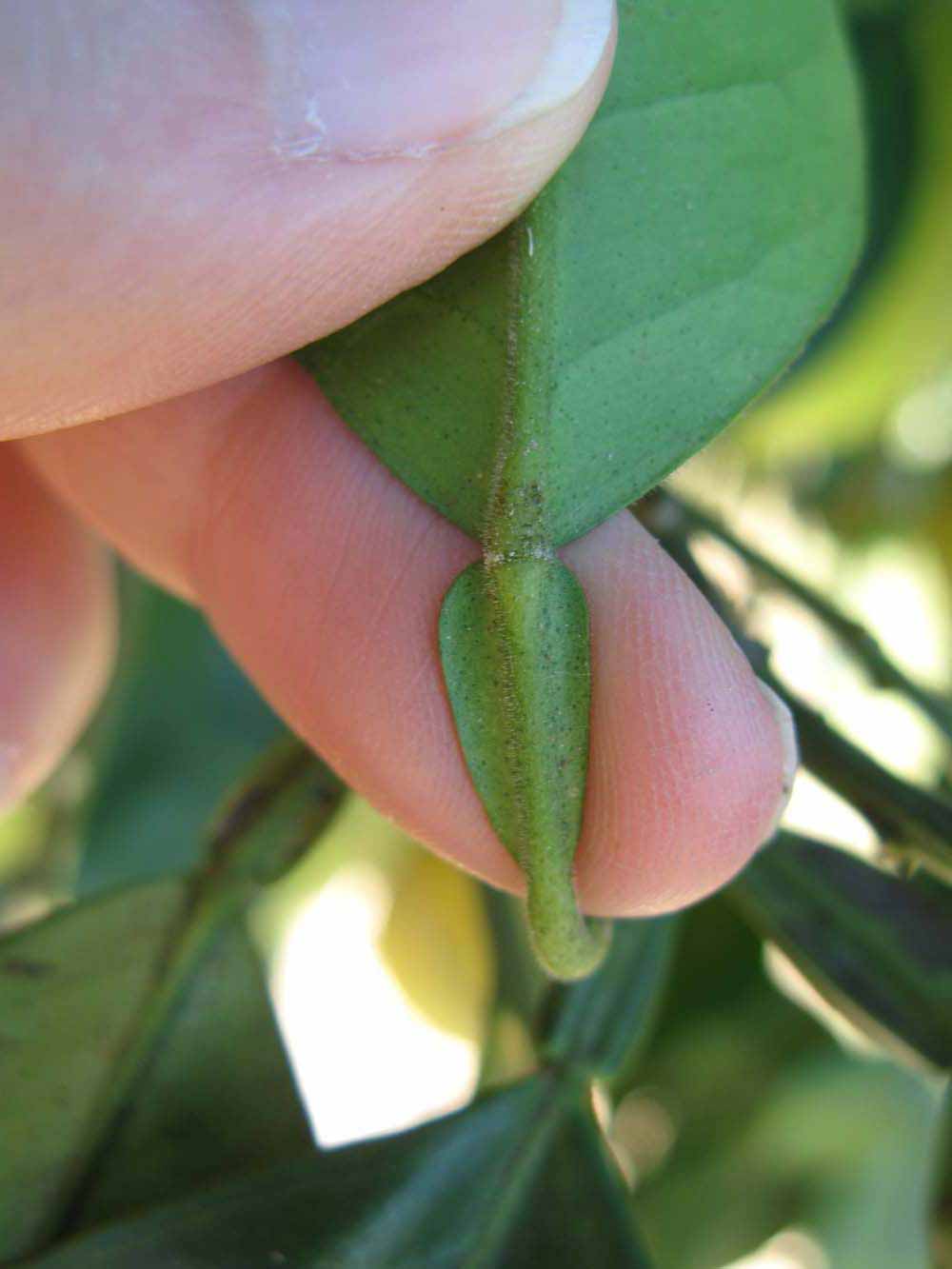              Petiole (Winter Haven, FL)       